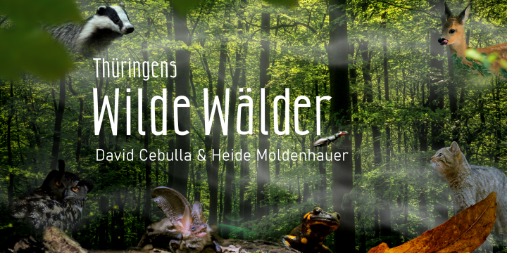 Plakat mit Wald und Waldtieren  &copy;David Cebulla