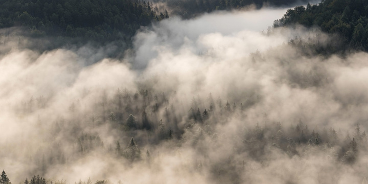 Ein nebelverhangener Thüringer Wald