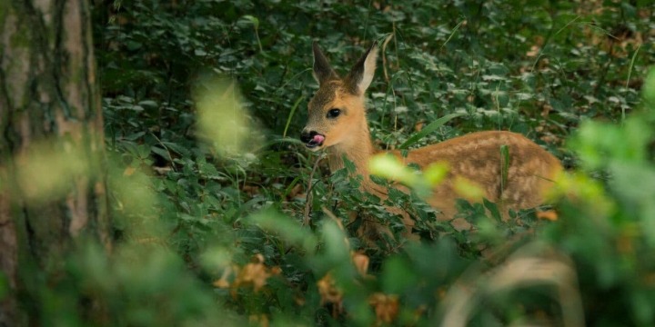 Ein Rehkitz im Wald  &copy;David Cebulla